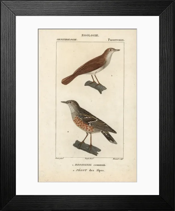 Framed Print : Common nightingale, Luscinia megarhynchos Framed Print : Common nightingale, Luscinia megarhynchos