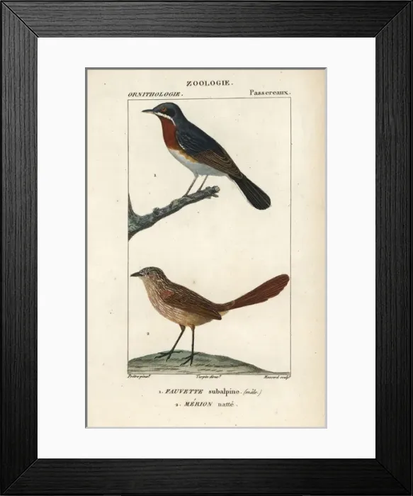 Framed Print : Subalpine warbler, Sylvia cantillans (male) Framed Print : Subalpine warbler, Sylvia cantillans (male)
