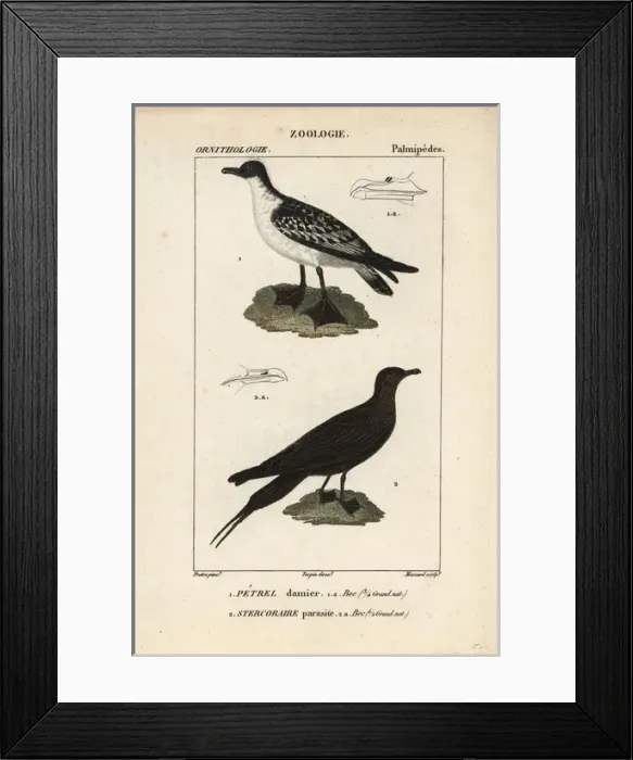 Framed Print : Lesser honeyguide, Indicator minor, and black-fronted Framed Print : Lesser honeyguide, Indicator minor, and black-fronted