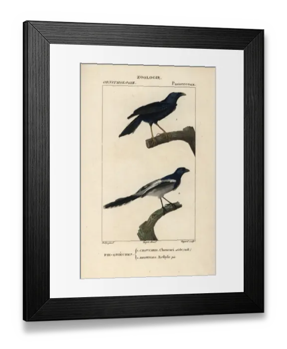Framed Print : Violaceous crow, Corvus violaceus, and magpie Framed Print : Violaceous crow, Corvus violaceus, and magpie