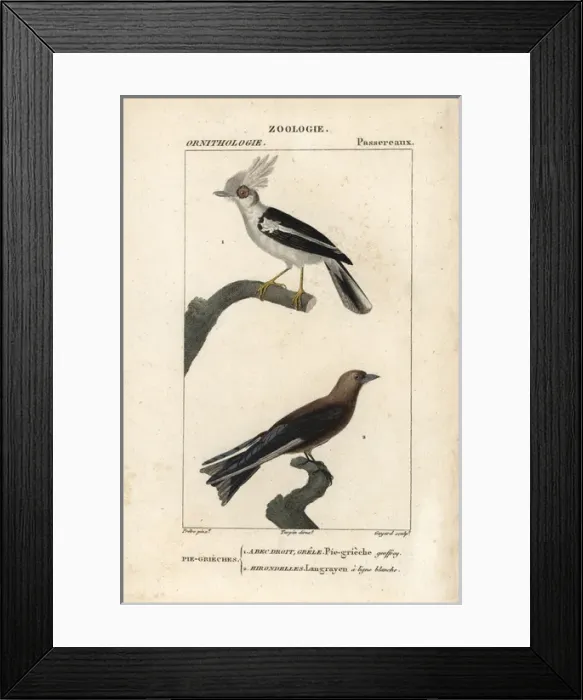 Framed Print : White-crested helmetshrike, Prionops plumatus Framed Print : White-crested helmetshrike, Prionops plumatus