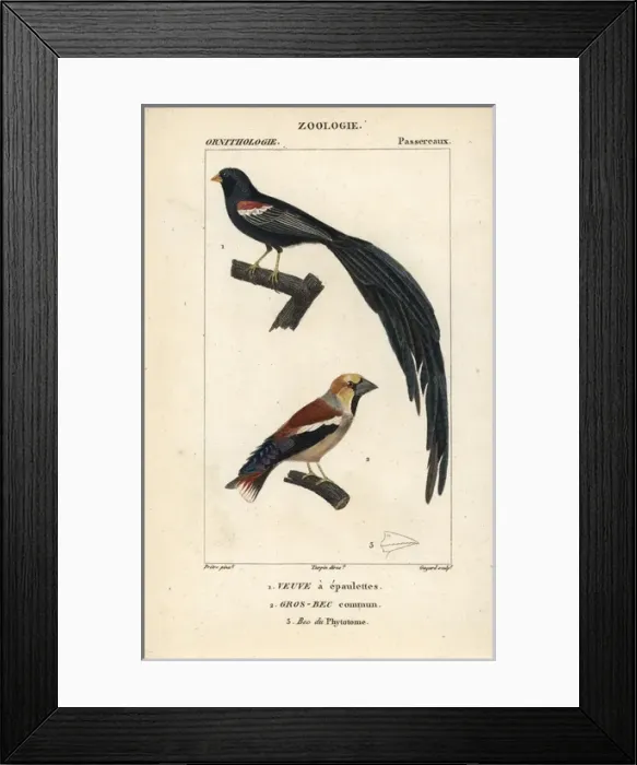Framed Print : Fan-tailed widowbird, Euplectes axillaris Framed Print : Fan-tailed widowbird, Euplectes axillaris