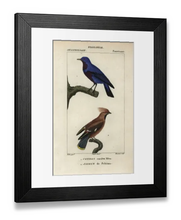 Framed Print : Lesser honeyguide, Indicator minor, and black-fronted Framed Print : Lesser honeyguide, Indicator minor, and black-fronted