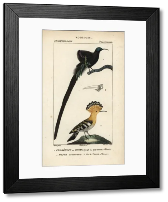 Framed Print : Black sicklebill, Epimachus fastosus (vulnerable) Framed Print : Black sicklebill, Epimachus fastosus (vulnerable)