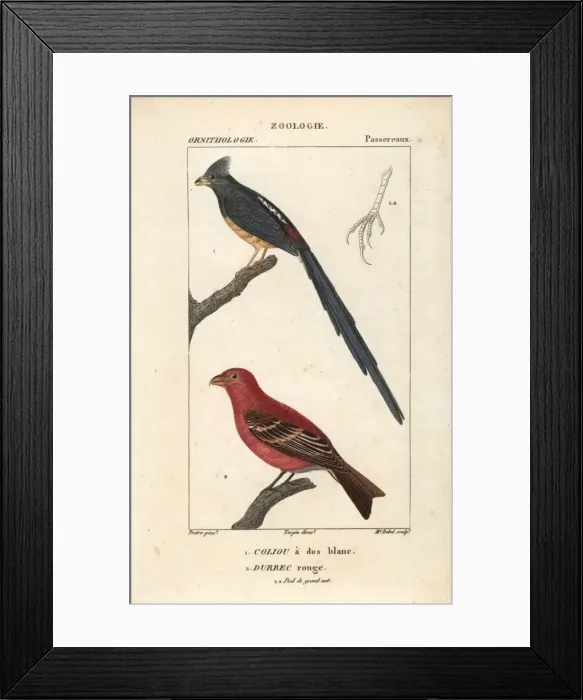 Framed Print : White-backed mousebird, Colius colius Framed Print : White-backed mousebird, Colius colius