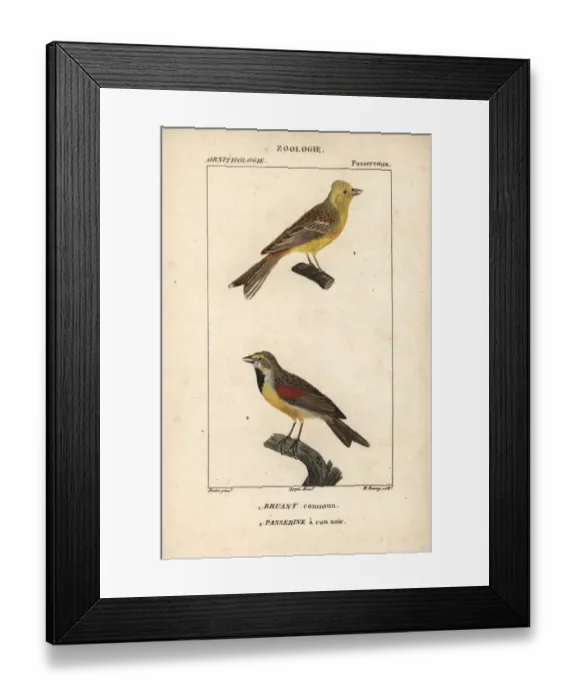 Framed Print : Yellowhammer, Emberiza citrinella, and dickcissel Framed Print : Yellowhammer, Emberiza citrinella, and dickcissel