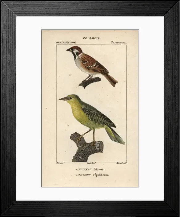 Framed Print : Tree sparrow, Passer montanus, and village