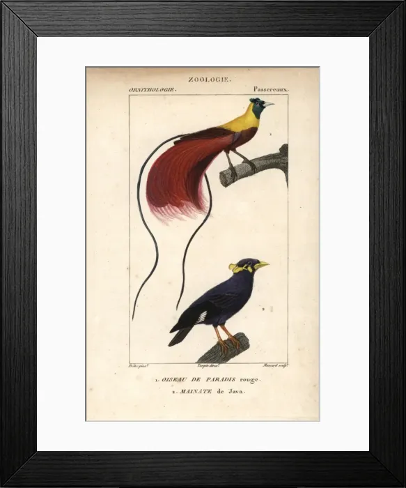 Framed Print : Red bird-of-paradise, Paradisaea rubra (near Framed Print : Red bird-of-paradise, Paradisaea rubra (near