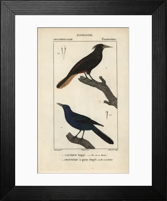 Framed Print : Crested oropendola, Psarocolius decumanus Framed Print : Crested oropendola, Psarocolius decumanus