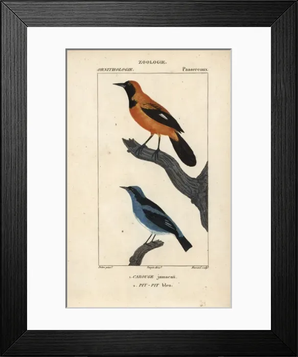 Framed Print : Jamaican oriole, Icterus leucopteryx, and blue Framed Print : Jamaican oriole, Icterus leucopteryx, and blue