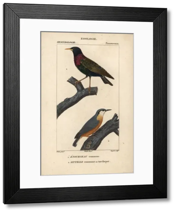 Framed Print : Starling, Sturnus vulgaris, and nuthatch, Sitta europaea Framed Print : Starling, Sturnus vulgaris, and nuthatch, Sitta europaea