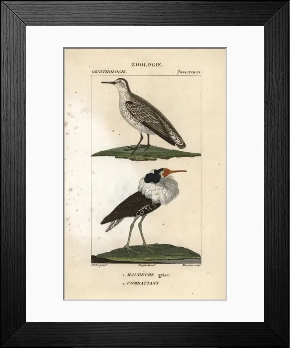 Framed Print : Red knot, Calidris canutus, and ruff, Philomachus pugnax Framed Print : Red knot, Calidris canutus, and ruff, Philomachus pugnax
