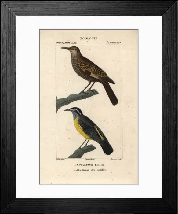 Framed Print : Dark-bellied cinclodes, Cinclodes patagonicus Framed Print : Dark-bellied cinclodes, Cinclodes patagonicus