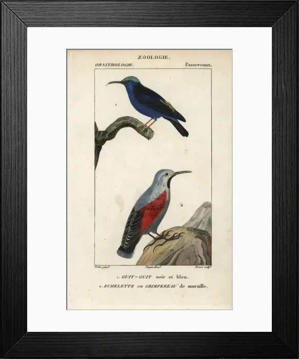 Framed Print : Red-legged honeycreeper, Cyanerpes cyaneus Framed Print : Red-legged honeycreeper, Cyanerpes cyaneus