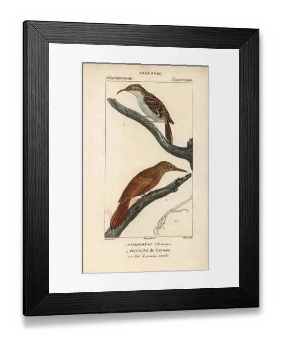 Framed Print : Eurasian treecreeper, Certhia familiaris Framed Print : Eurasian treecreeper, Certhia familiaris