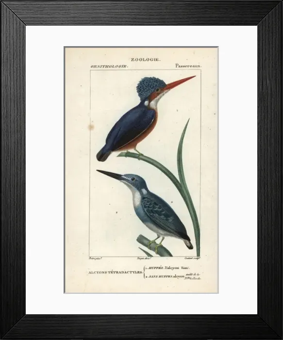 Framed Print : Madagascar kingfisher, Alcedo vintsioides Framed Print : Madagascar kingfisher, Alcedo vintsioides
