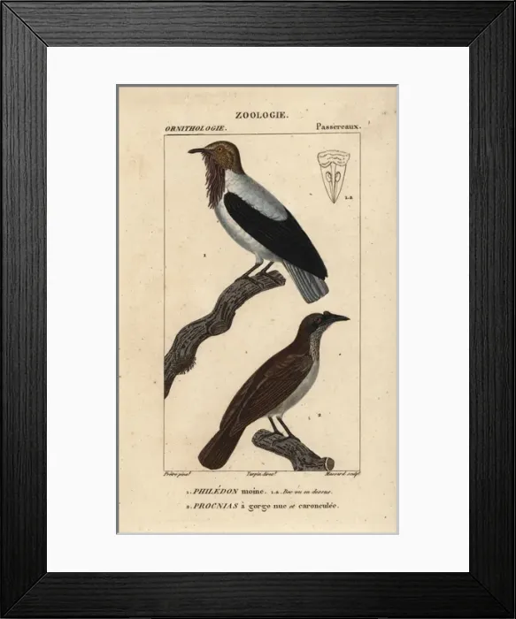 Framed Print : Bearded bellbird, Procnias averano, and noisy Framed Print : Bearded bellbird, Procnias averano, and noisy