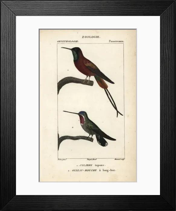 Framed Print : Crimson topaz hummingbird, Topaza pella Framed Print : Crimson topaz hummingbird, Topaza pella