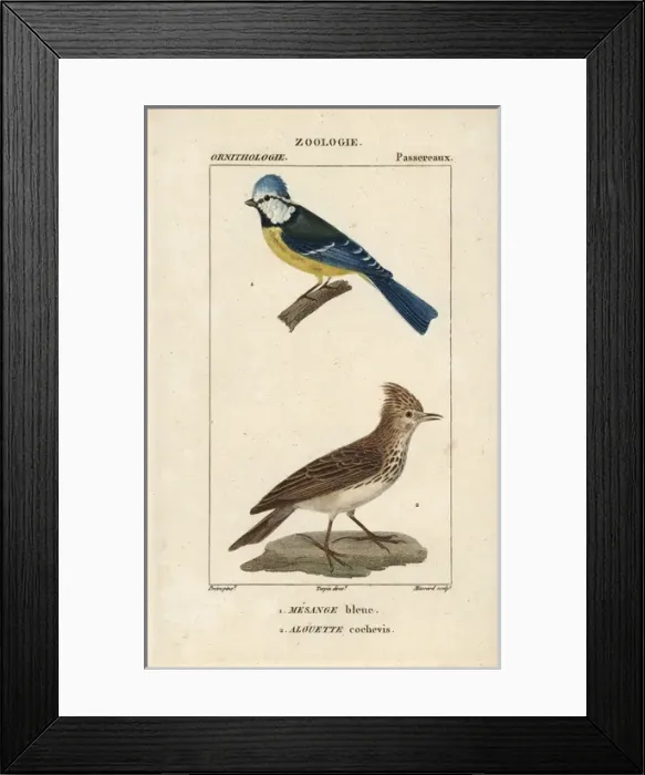 Framed Print : Blue tit, Parus caeruleus, and crested lark Framed Print : Blue tit, Parus caeruleus, and crested lark