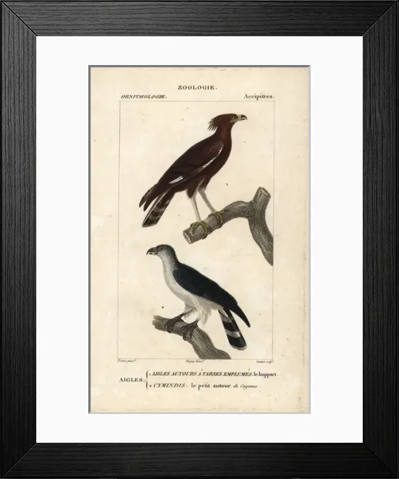 Framed Print : Long-crested eagle, Lophaetus occipitalis Framed Print : Long-crested eagle, Lophaetus occipitalis