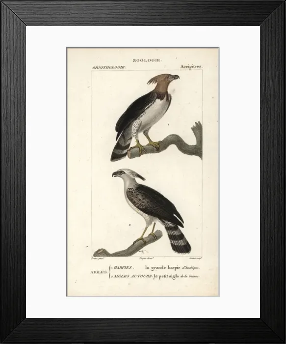 Framed Print : Harpy eagle, Harpia harpyja, and crested eagle Framed Print : Harpy eagle, Harpia harpyja, and crested eagle