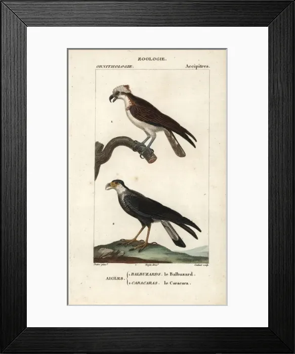 Framed Print : Osprey, Pandion haliaetus, and southern crested Framed Print : Osprey, Pandion haliaetus, and southern crested