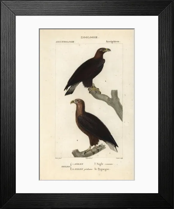 Framed Print : Golden eagle, Aquila chrysaetos, and white-tailed Framed Print : Golden eagle, Aquila chrysaetos, and white-tailed