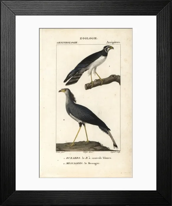 Framed Print : Long-winged harrier, Circus buffoni, and secretarybird Framed Print : Long-winged harrier, Circus buffoni, and secretarybird