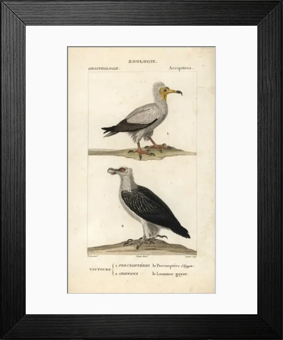 Framed Print : Egyptian vulture, Neophron percnopterus (endangered) Framed Print : Egyptian vulture, Neophron percnopterus (endangered)
