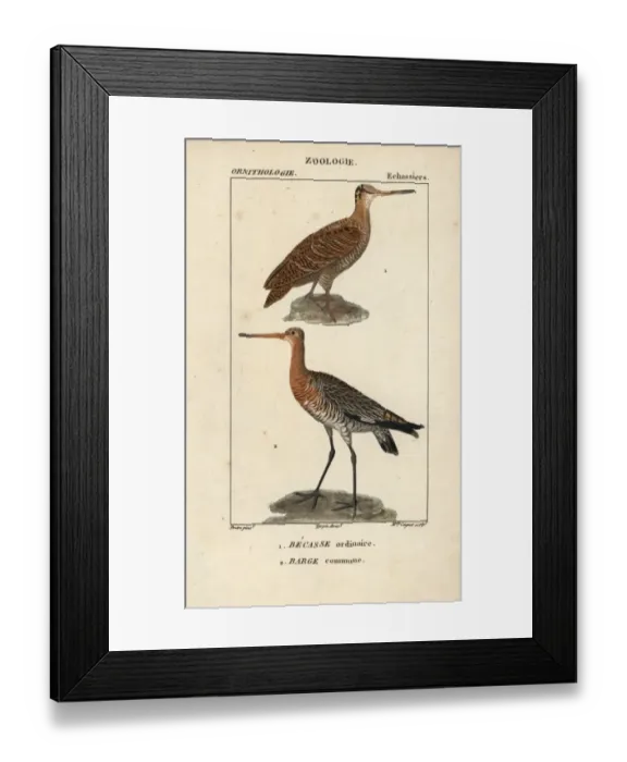Framed Print : Eurasian woodcock, Scolopax rusticola Framed Print : Eurasian woodcock, Scolopax rusticola