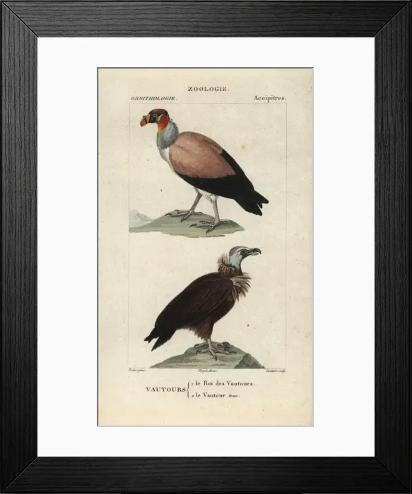 Framed Print : King vulture, Sarcoramphus papa, and cinereous Framed Print : King vulture, Sarcoramphus papa, and cinereous