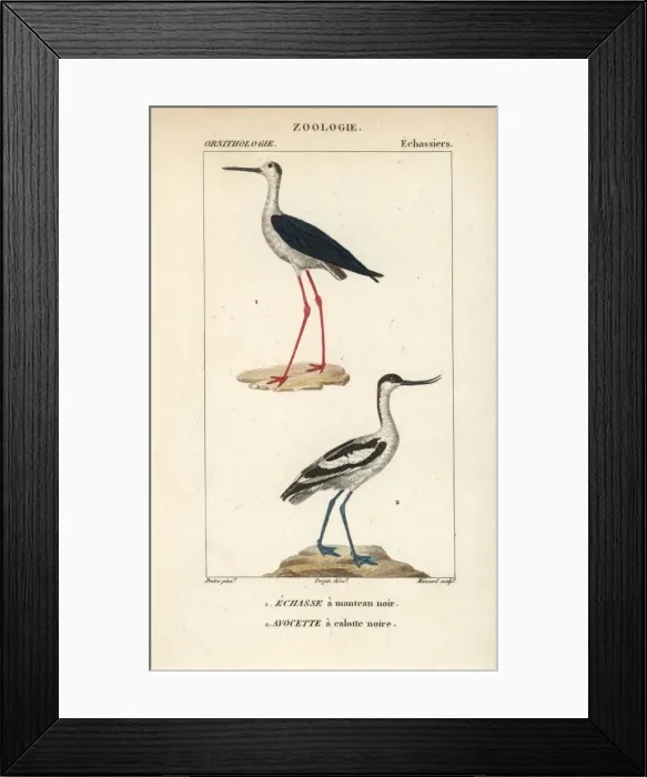 Framed Print : Black-winged stilt, Himantopus himantopus Framed Print : Black-winged stilt, Himantopus himantopus