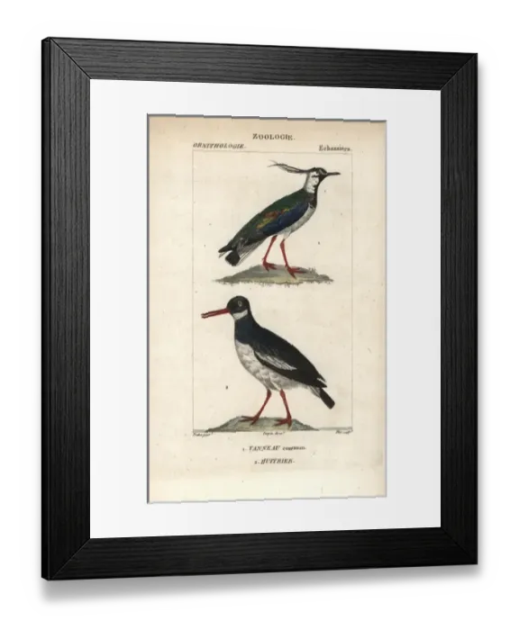Framed Print : Northern lapwing, Vanellus vanellus, and Eurasian Framed Print : Northern lapwing, Vanellus vanellus, and Eurasian