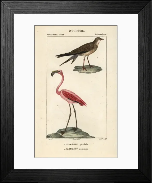 Framed Print : Collared pratincole, Glareola pratincola Framed Print : Collared pratincole, Glareola pratincola