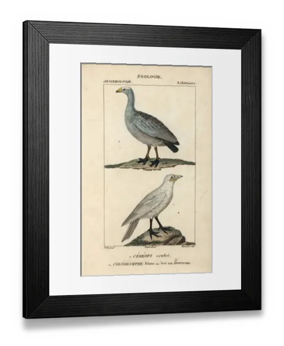 Framed Print : Cape Barren goose, Cereopsis novaehollandiae Framed Print : Cape Barren goose, Cereopsis novaehollandiae