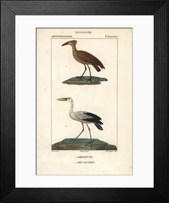 Framed Print : Hamerkop or hammerhead stork, Scopus umbretta Framed Print : Hamerkop or hammerhead stork, Scopus umbretta
