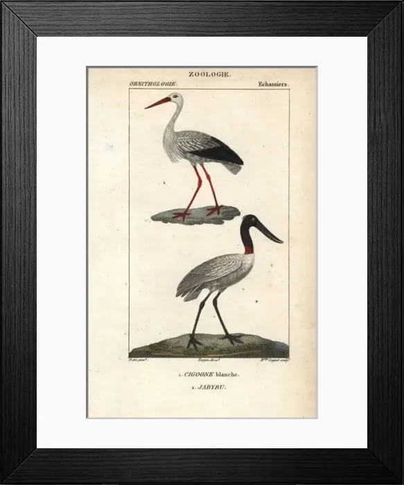 Framed Print : White stork, Ciconia ciconia, and jabiru, Jabiru mycteria Framed Print : White stork, Ciconia ciconia, and jabiru, Jabiru mycteria