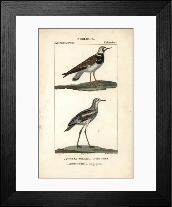 Framed Print : Ruddy turnstone, Arenaria interpres, and stone-curlew Framed Print : Ruddy turnstone, Arenaria interpres, and stone-curlew
