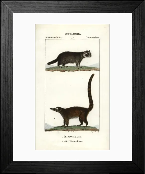 Framed Print : Raccoon, Procyon lotor, and South American Framed Print : Raccoon, Procyon lotor, and South American