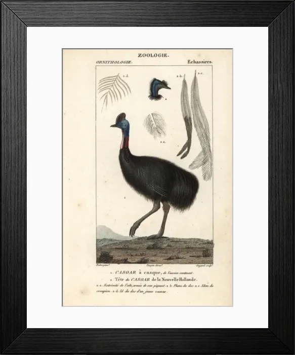 Framed Print : Southern cassowary, Casuarius casuarius Vulnerable Framed Print : Southern cassowary, Casuarius casuarius Vulnerable