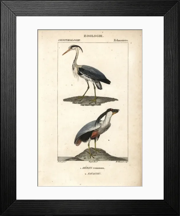 Framed Print : Grey heron, Ardea cinerea, and boat-billed Framed Print : Grey heron, Ardea cinerea, and boat-billed