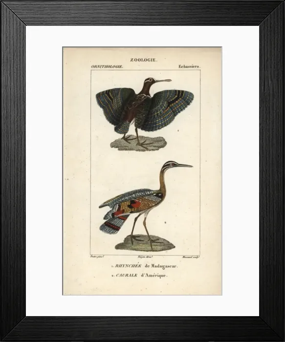Framed Print : Greater painted snipe, Rostratula benghalensis Framed Print : Greater painted snipe, Rostratula benghalensis