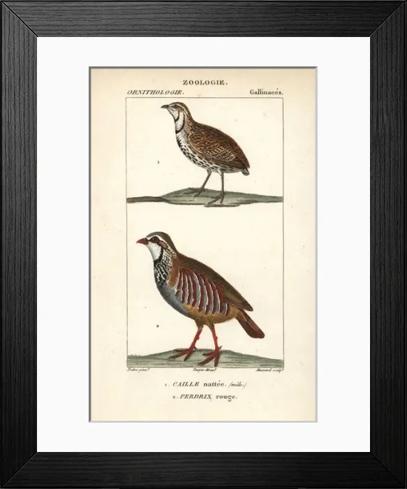 Framed Print : Rain quail, Coturnix coromandelica, and red-legged Framed Print : Rain quail, Coturnix coromandelica, and red-legged