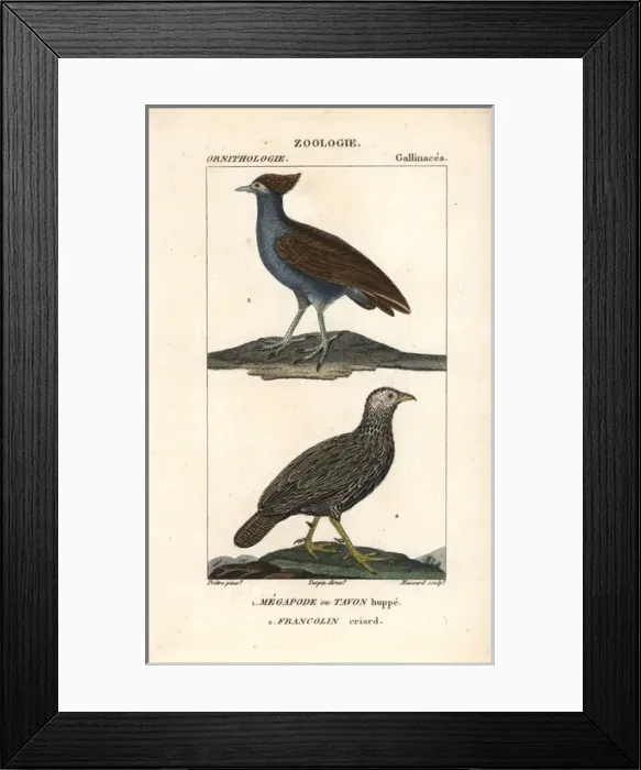 Framed Print : Mallard duck, Anas platyrhynchos, and red-breasted Framed Print : Mallard duck, Anas platyrhynchos, and red-breasted