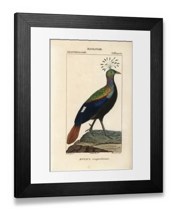 Framed Print : Himalayan monal, Lophophorus impejanus Framed Print : Himalayan monal, Lophophorus impejanus