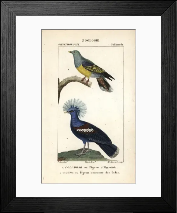 Framed Print : African green pigeon, Treron calvus, and blue Framed Print : African green pigeon, Treron calvus, and blue