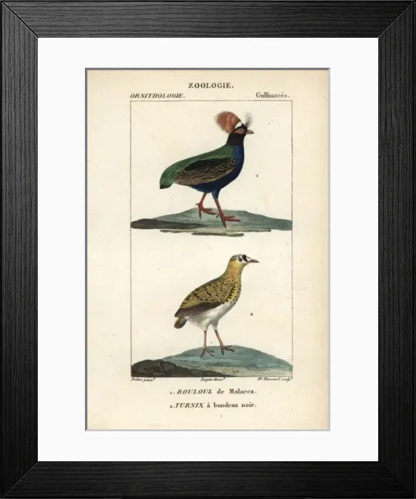 Framed Print : Crested partridge, Rollulus rouloul, and Madagascar Framed Print : Crested partridge, Rollulus rouloul, and Madagascar