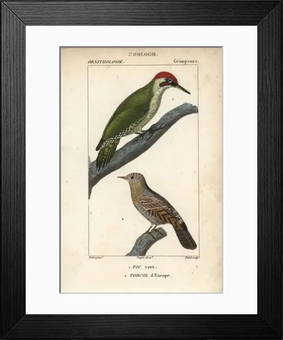 Framed Print : European green woodpecker, Picus viridis Framed Print : European green woodpecker, Picus viridis