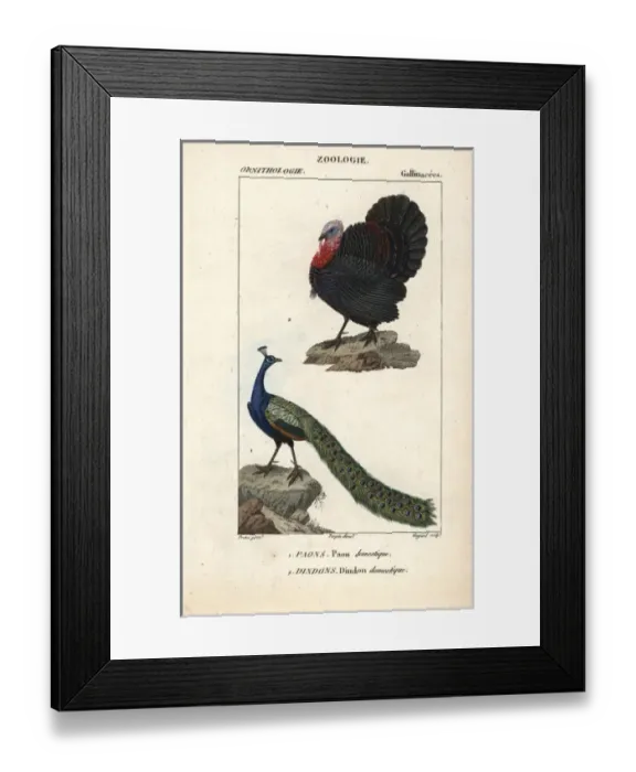 Framed Print : Domesticated turkey, Meleagris gallopavo Framed Print : Domesticated turkey, Meleagris gallopavo