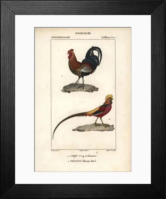 Framed Print : Red jungle fowl, Gallus gallus, and golden Framed Print : Red jungle fowl, Gallus gallus, and golden
